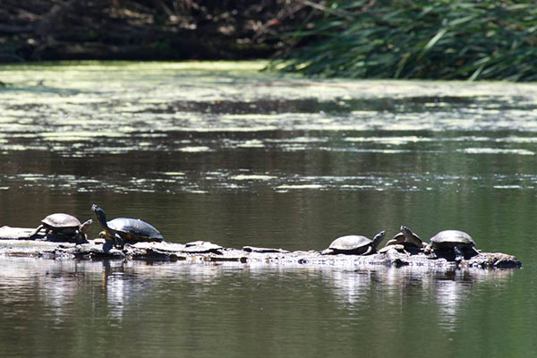 Western Pond Turtle (Actinemys marmorata)