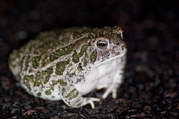 Great Plains Toad (Anaxyrus cognatus)