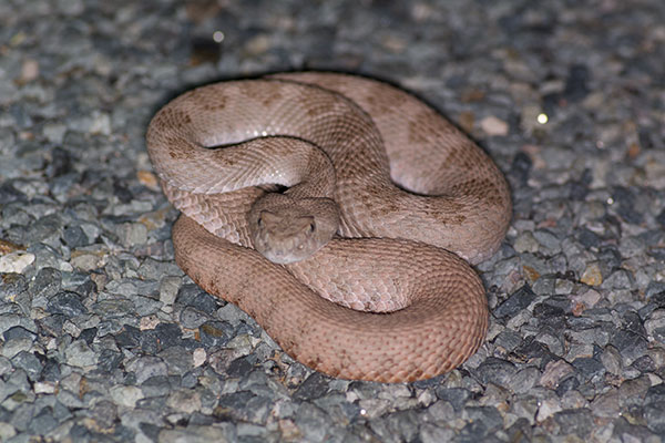 Western Diamond-backed Rattlesnake (Crotalus atrox)