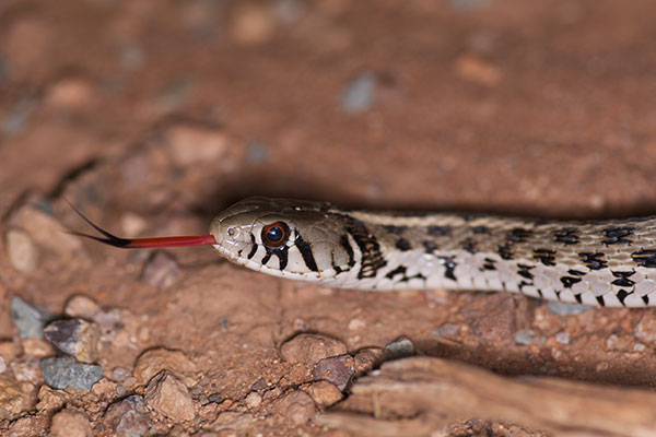 Marcy’s Checkered Gartersnake (Thamnophis marcianus marcianus)