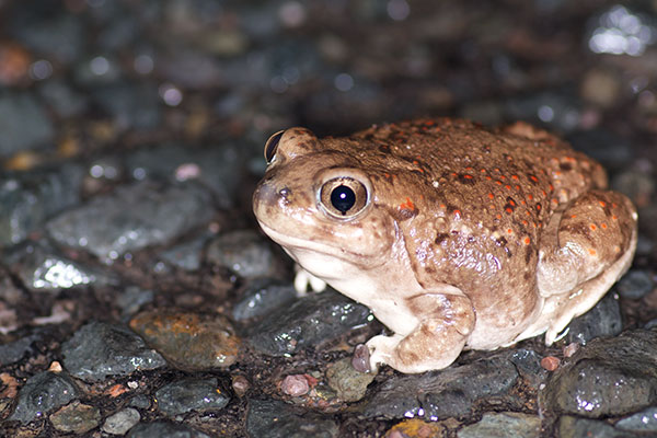 Plains Spadefoot (Spea bombifrons)