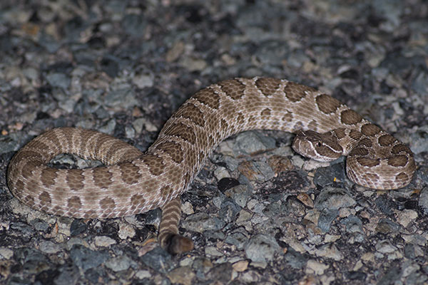 Prairie Rattlesnake (Crotalus viridis)