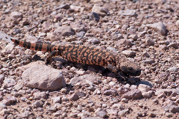 Reticulate Gila Monster (Heloderma suspectum suspectum)