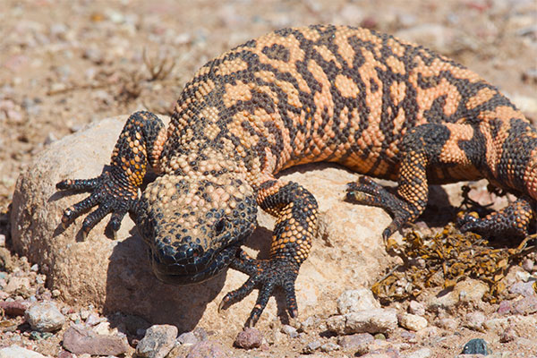 Reticulate Gila Monster (Heloderma suspectum suspectum)