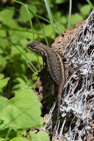 Striped Plateau Lizard (Sceloporus virgatus)