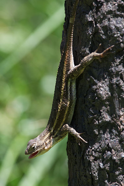 Striped Plateau Lizard (Sceloporus virgatus)