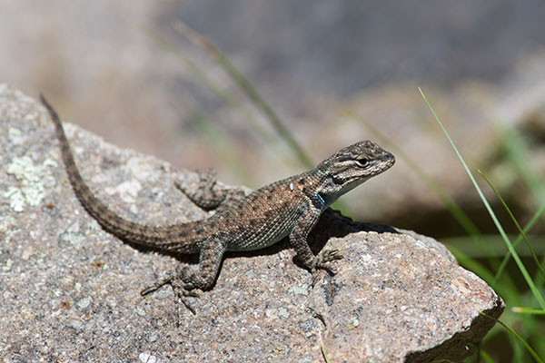 Yarrow’s Spiny Lizard (Sceloporus jarrovii)