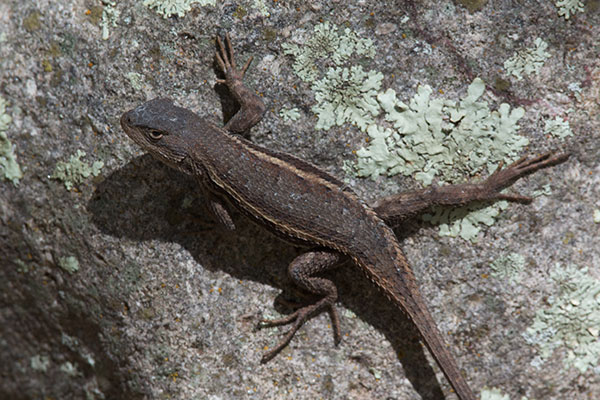 Striped Plateau Lizard (Sceloporus virgatus)