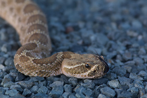 Prairie Rattlesnake (Crotalus viridis)