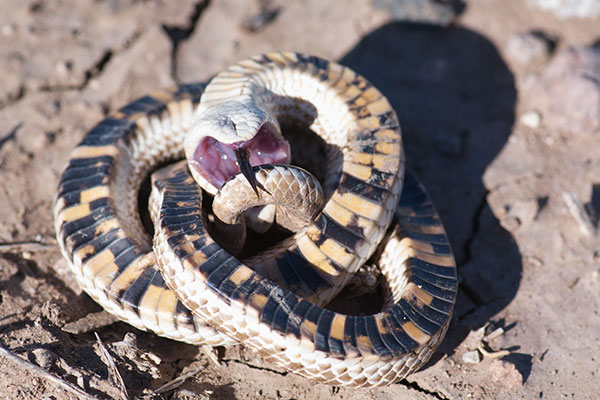 Mexican Hog-nosed Snake (Heterodon kennerlyi)