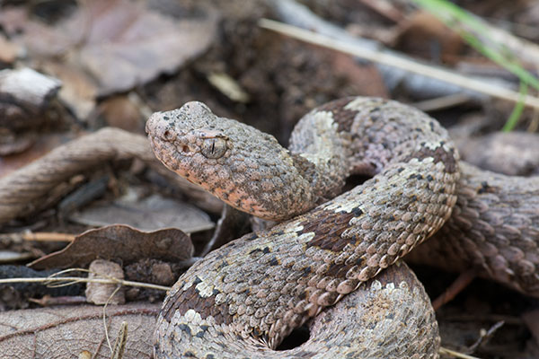 Banded Rock Rattlesnake (Crotalus lepidus klauberi)