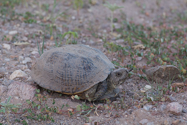 Desert Box Turtle (Terrapene ornata luteola)