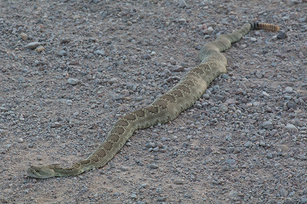 Northern Mohave Rattlesnake (Crotalus scutulatus scutulatus)