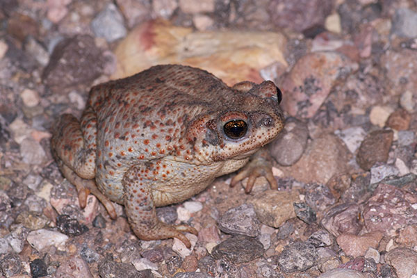 Red-spotted Toad (Anaxyrus punctatus)