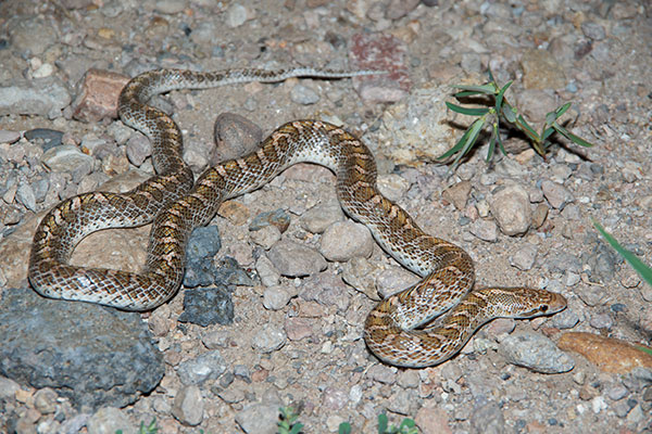 Painted Desert Glossy Snake (Arizona elegans philipi)