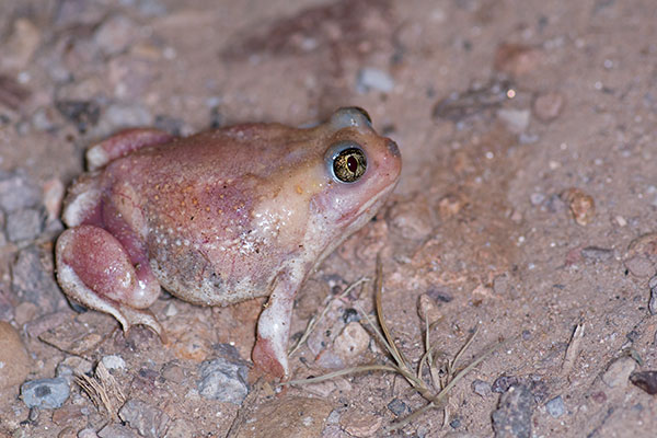 Plains Spadefoot (Spea bombifrons)