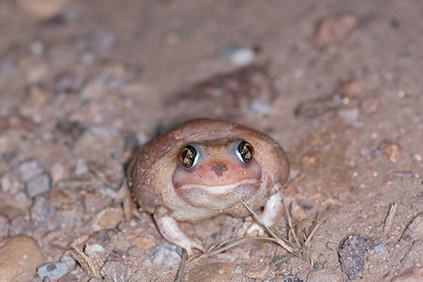 Plains Spadefoot (Spea bombifrons)