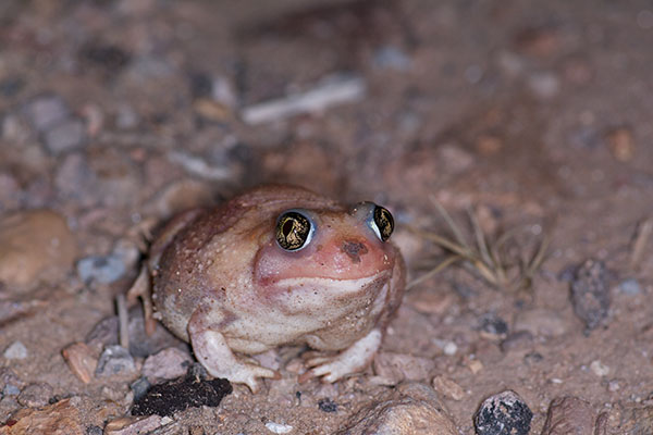 Plains Spadefoot (Spea bombifrons)