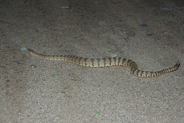 Tiger Rattlesnake (Crotalus tigris)