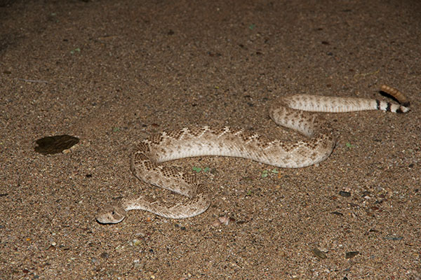 Western Diamond-backed Rattlesnake (Crotalus atrox)