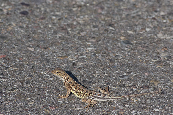 Sonoran Earless Lizard (Holbrookia elegans thermophila)