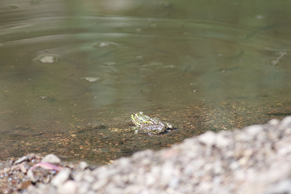 Chiricahua Leopard Frog (Lithobates chiricahuensis)