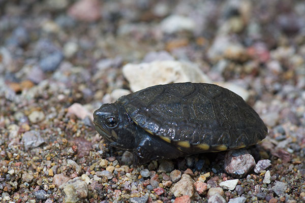 Desert Mud Turtle (Kinosternon sonoriense sonoriense)