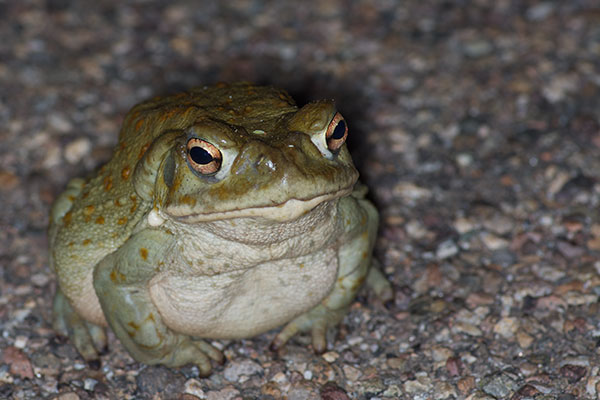 Sonoran Desert Toad (Incilius alvarius)