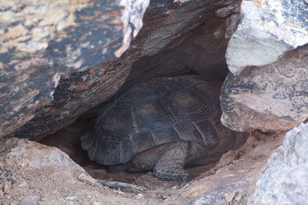 Sonoran Desert Tortoise (Gopherus morafkai)