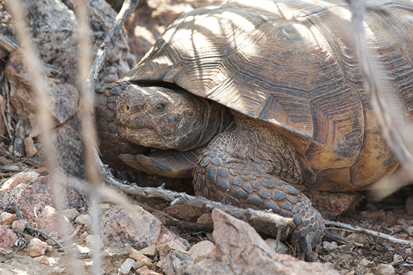 Sonoran Desert Tortoise (Gopherus morafkai)
