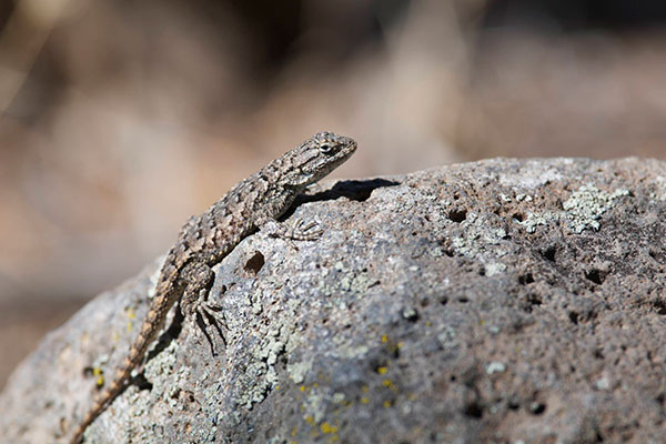 Northwestern Fence Lizard (Sceloporus occidentalis occidentalis)