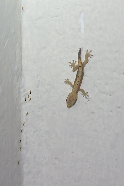 Mourning Gecko (Lepidodactylus lugubris)