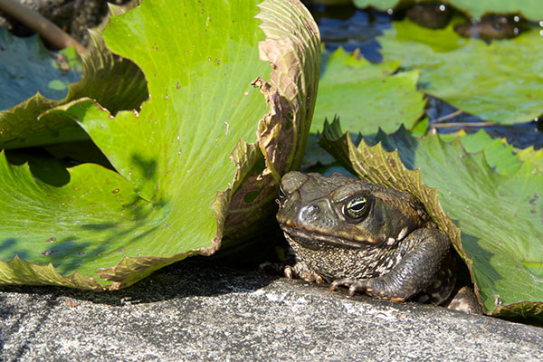 Giant Toad (Rhinella horribilis)