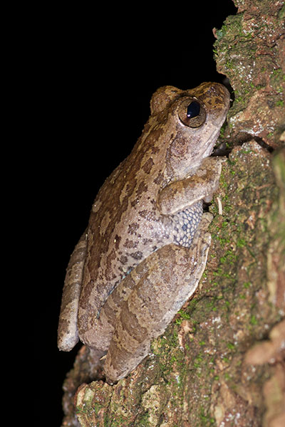 Pugnosed Treefrog (Smilisca sila)