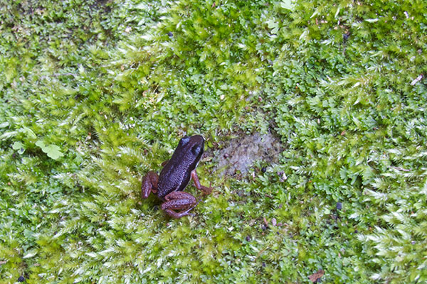 Highland Rocket Frog (Silverstoneia nubicola)