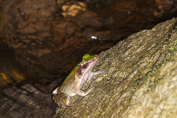 Brilliant Forest Frog (Lithobates warszewitschii)