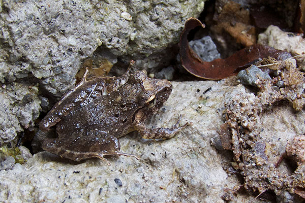 Slim-fingered Rain Frog (Craugastor crassidigitus)