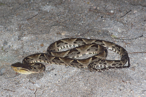 Bothrops asper (family Viperidae) is the most important snake from