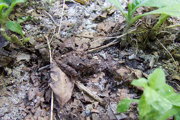 Horn-nosed Robber Frog (Pristimantis cerasinus)