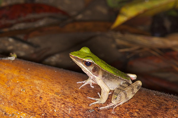 Brilliant Forest Frog (Lithobates warszewitschii)