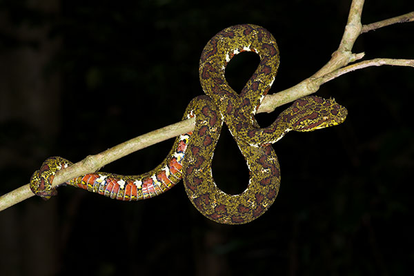 Eyelash Viper (Bothriechis schlegelii)