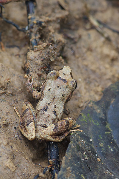 Pygmy Robber Frog (Pristimantis ridens)