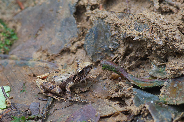 Pygmy Robber Frog (Pristimantis ridens)