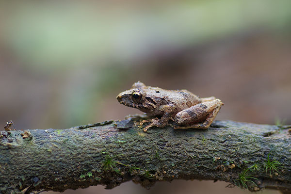 Pygmy Robber Frog (Pristimantis ridens)