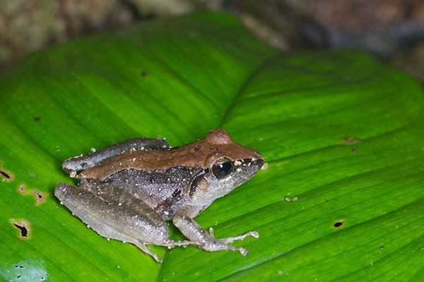 Slim-fingered Rain Frog (Craugastor crassidigitus)