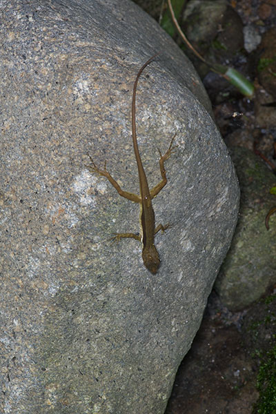 Stream Anole (Anolis lionotus)