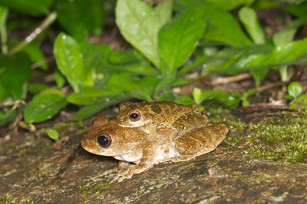 Pugnosed Treefrog (Smilisca sila)