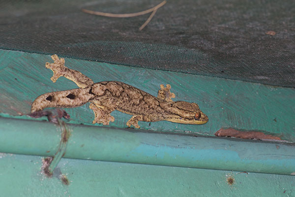 Southern Turnip-tailed Gecko (Thecadactylus solimoensis)