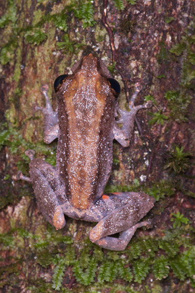 Amazonian Rain Frog (Pristimantis altamazonicus)