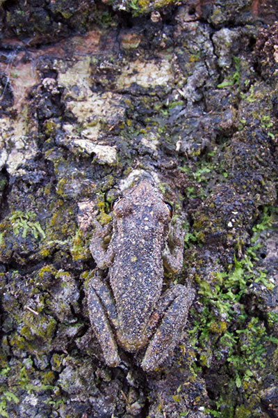 Two-striped Treefrog (Scinax ruber)